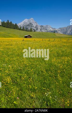 Walder-Alm, dahinter Karwendelgebirge, Gnadenwald, Tirol, Österreich Stockfoto