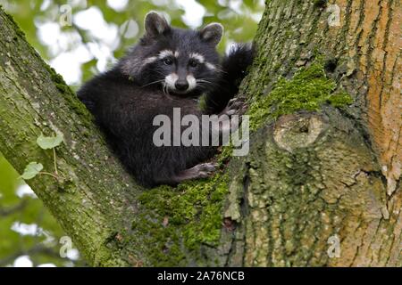 Waschbär (Procyon Lotor), junge Tier sitzen auf dem Baum, Biosphärenreservat Mittlere Elbe, Dessau-Rosslau, Sachsen-Anhalt, Deutschland Stockfoto