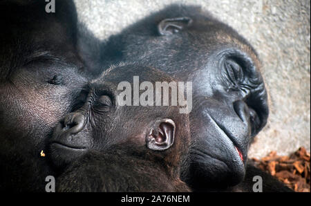 Gesichter von zwei Schimpansen zusammen schlafen. Motherlove Familie Tiere. Die Pan troglodytes, gemeinsame robuste Schimpanse, oder Schimpansen, einem afrikanischen Great Ape. Stockfoto