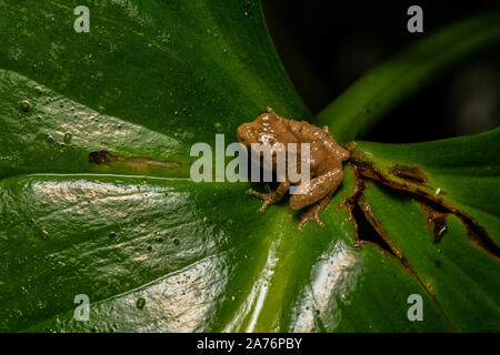 Zwerg (bushfrog Raochestes parvulus) von Cúc Phương Nationalpark, Vietnam. Stockfoto