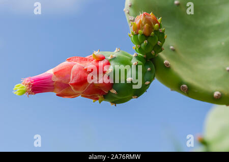 Neue Opuntia Kakteen Blüte Stockfoto