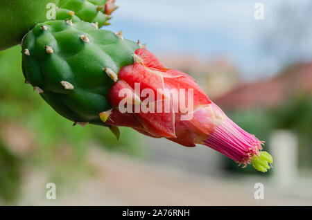 Blume von Opuntia Kakteen Stockfoto