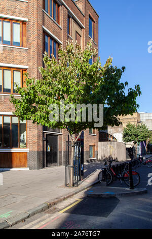 Taschentuch oder taube Baum (Rinde), Straße involucrata Baum, Shoreditch, Hackney, Großbritannien Stockfoto