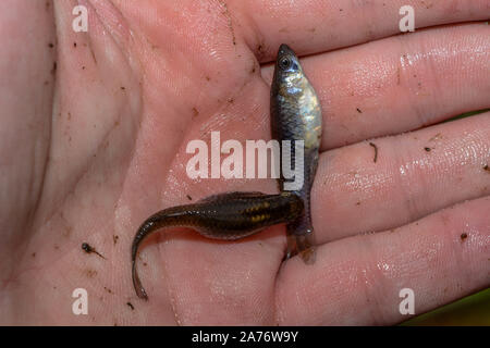 Western mosquitofish (Gambusia affinis) von Boulder County, Colorado, USA. Stockfoto