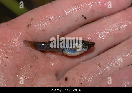 Western mosquitofish (Gambusia affinis) von Boulder County, Colorado, USA. Stockfoto