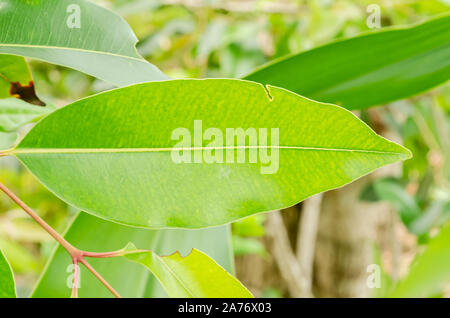 Java Pflaume Blatt Stockfoto