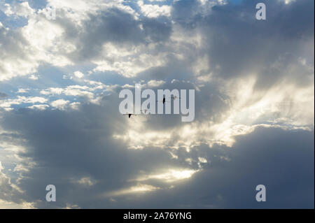 Flamingos (Phoenicopterus Roseus), Camargue, Anfang Mai, Frankreich, von Dominique Braud/Dembinsky Foto Assoc Stockfoto