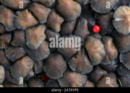 Tinte Cap Pilz (Coprinopsis atramentaria) mit Mountain Ash Berry (Sorbus aucuparia), Sturz, MN, USA, von Dominique Braud/Dembinsky Foto Assoc Stockfoto