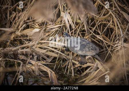 Die Europäische Teichschildkröte (Emys orbicularis), auch gemeinhin europäischer Teichschildkröte und europäischer Teichschildkröte genannt Stockfoto