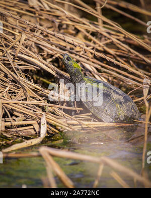 Die Europäische Teichschildkröte (Emys orbicularis), auch gemeinhin europäischer Teichschildkröte und europäischer Teichschildkröte genannt Stockfoto