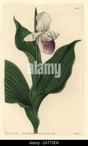 Die auffällige Dame - slipper Orchid, Cypripedium reginae (die Große weiße Lady Slipper, Cypripedium spectabile). In Nordamerika heimisch. Papierkörbe Kupferstich von S. Watt nach einer Abbildung von Miss Drake von Sydenham Edwards'' Der Botanische Registrieren", London, Ridgway, 1834. Sarah Anne Drake (1803-1857) zog über 1.300 Platten für die Botaniker John Lindley, darunter viele Orchideen. Stockfoto