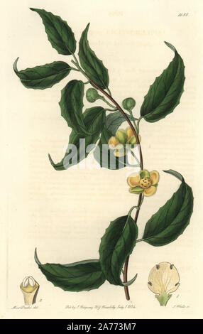 Magnolia Weinstock, Schisandra propinqua (Kleinblütige sphaerostema, Sphaerostema propinquum). Native nach Nepal. Papierkörbe Kupferstich von S. Watt nach einer Abbildung von Miss Drake von Sydenham Edwards'' Der Botanische Registrieren", London, Ridgway, 1834. Sarah Anne Drake (1803-1857) zog über 1.300 Platten für die Botaniker John Lindley, darunter viele Orchideen. Stockfoto