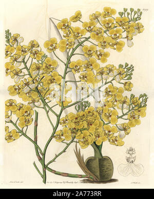 Turtle Orchidee, Chelyorchis ampliata (Breiten-lippigen Oncidium, Oncidium ampliatum). Native nach Neuseeland. Papierkörbe Kupferstich von S. Watt nach einer Abbildung von Miss Drake von Sydenham Edwards'' Der Botanische Registrieren", London, Ridgway, 1834. Sarah Anne Drake (1803-1857) zog über 1.300 Platten für die Botaniker John Lindley, darunter viele Orchideen. Stockfoto