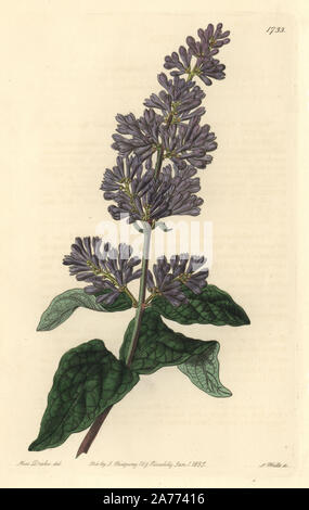 Lady's Josika lila oder Ungarische Flieder, Syringa josikaea. Papierkörbe Kupferstich von S. Watt nach einer Abbildung von Miss Drake von Sydenham Edwards'' Der Botanische Registrieren", London, Ridgway, 1835. Sarah Anne Drake (1803-1857) zog über 1.300 Platten für die Botaniker John Lindley, darunter viele Orchideen. Stockfoto