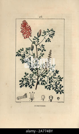 Fumitory, Fumaria officinalis, Blüten, Blätter und Samen. Papierkörbe Walze Kupferstich von Lambert Junior aus einer Zeichnung von Pierre Jean-Francois Turpin von Chaumeton, Poiret et Chamberet "La Flore Medicale", Paris, Panckoucke, 1830. Turpin (17751840) war eine der drei Giganten der Französischen botanische kunst der Ära neben Pierre Joseph Redoute und Pancrace Bessa. Stockfoto