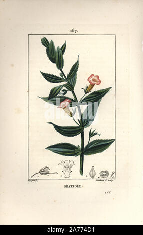 Hedge hyssops, Gratiola officinalis. Papierkörbe Walze Kupferstich von Lambert Junior aus einer Zeichnung von Pierre Jean-Francois Turpin von Chaumeton, Poiret und Chamberet "La Flore Medicale", Paris, Panckoucke, 1830. Turpin (17751840) war eine der drei Giganten der Französischen botanische kunst der Ära neben Pierre Joseph Redoute und Pancrace Bessa. Stockfoto