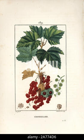 Johannisbeere, Ribes rubrum, mit Blatt, Stiel, Obst und Blumen. Papierkörbe Walze Kupferstich von Lambert Junior aus einer Zeichnung von Pierre Jean-Francois Turpin von Chaumeton, Poiret und Chamberet "La Flore Medicale", Paris, Panckoucke, 1830. Turpin (17751840) war eine der drei Giganten der Französischen botanische kunst der Ära neben Pierre Joseph Redoute und Pancrace Bessa. Stockfoto