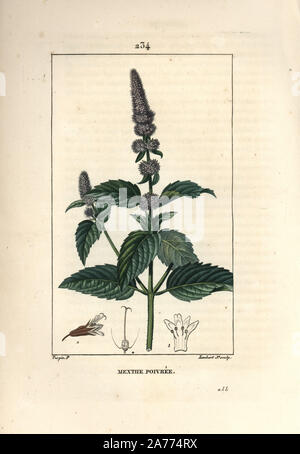 Pfefferminze, Mentha Piperita. Papierkörbe Walze Kupferstich von Lambert Junior aus einer Zeichnung von Pierre Jean-Francois Turpin von Chaumeton, Poiret und Chamberet "La Flore Medicale", Paris, Panckoucke, 1830. Turpin (17751840) war eine der drei Giganten der Französischen botanische kunst der Ära neben Pierre Joseph Redoute und Pancrace Bessa. Stockfoto