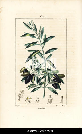 Olivenbaum, Olea europaea. Handfarbige Kupferstichgravur aus Jussieus  Dizionario delle Scienze NATURALI, Wrterbuch der Naturwissenschaften,  Florenz, Italien, 1837. Von A. Bozza gravierte Illustration, gezeichnet und  geleitet von Pierre Jean-Francois ...