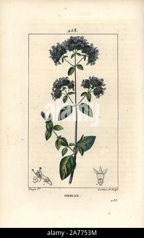 Oregano oder wilder Majoran, Origanum vulgare, mit Blume, Blatt, Stiel und Saatgut. Papierkörbe Walze Kupferstich von Lambert Junior aus einer Zeichnung von Pierre Jean-Francois Turpin von Chaumeton, Poiret und Chamberet "La Flore Medicale", Paris, Panckoucke, 1830. Turpin (17751840) war eine der drei Giganten der Französischen botanische kunst der Ära neben Pierre Joseph Redoute und Pancrace Bessa. Stockfoto