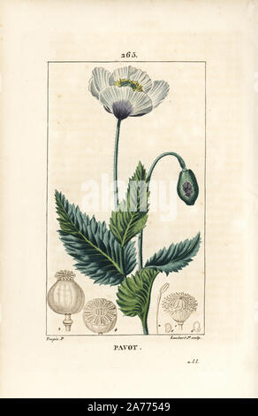 Garten oder Schlafmohn, Papaver somniferum, mit Blume, Blatt und Seedpod. Papierkörbe Walze Kupferstich von Lambert Junior aus einer Zeichnung von Pierre Jean-Francois Turpin von Chaumeton, Poiret und Chamberet "La Flore Medicale", Paris, Panckoucke, 1830. Turpin (17751840) war eine der drei Giganten der Französischen botanische kunst der Ära neben Pierre Joseph Redoute und Pancrace Bessa. Stockfoto