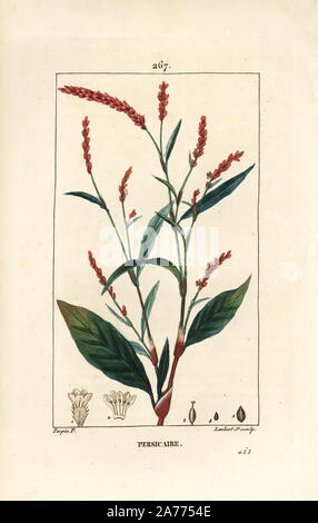 Wasser - Pfeffer, Persicaria hydropiper (Polygonum hydropiper), mit Blüte, Stiel und Blatt. Papierkörbe Walze Kupferstich von Lambert Junior aus einer Zeichnung von Pierre Jean-Francois Turpin von Chaumeton, Poiret und Chamberet "La Flore Medicale", Paris, Panckoucke, 1830. Turpin (17751840) war eine der drei Giganten der Französischen botanische kunst der Ära neben Pierre Joseph Redoute und Pancrace Bessa. Stockfoto