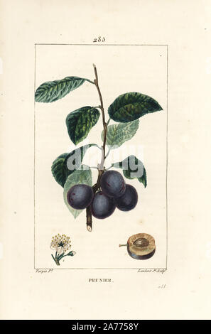 Beschneiden oder Pflaumenbaum, Prunus domestica, mit Frucht, Blatt, Blüte, Niederlassung und reife Früchte in Abschnitt. Papierkörbe Walze Kupferstich von Lambert Junior aus einer Zeichnung von Pierre Jean-Francois Turpin von Chaumeton, Poiret und Chamberet "La Flore Medicale", Paris, Panckoucke, 1830. Turpin (17751840) war eine der drei Giganten der Französischen botanische kunst der Ära neben Pierre Joseph Redoute und Pancrace Bessa. Stockfoto