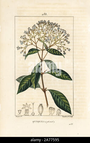 Chinin oder Peruanischen Rinde Baum, Cinchona officinalis, mit Blume, Zweig, Blätter und Samen. Papierkörbe Walze Kupferstich von Lambert Junior aus einer Zeichnung von Pierre Jean-Francois Turpin von Chaumeton, Poiret und Chamberet "La Flore Medicale", Paris, Panckoucke, 1830. Turpin (17751840) war eine der drei Giganten der Französischen botanische kunst der Ära neben Pierre Joseph Redoute und Pancrace Bessa. Stockfoto