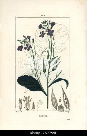 Rettich, Raphanus sativus, mit Blume, Blatt, Samen und Blätter. Papierkörbe Walze Kupferstich von Lambert Junior aus einer Zeichnung von Pierre Jean-Francois Turpin von Chaumeton, Poiret und Chamberet "La Flore Medicale", Paris, Panckoucke, 1830. Turpin (17751840) war eine der drei Giganten der Französischen botanische kunst der Ära neben Pierre Joseph Redoute und Pancrace Bessa. Stockfoto