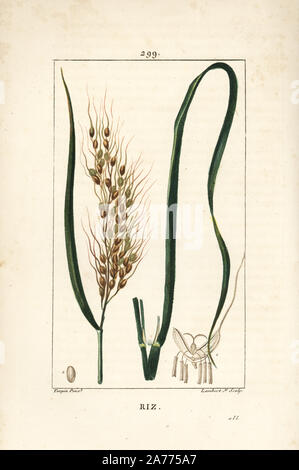 Reis, Oryza Sativa, mit Blatt, Samen und Stiel. Papierkörbe Walze Kupferstich von Lambert Junior aus einer Zeichnung von Pierre Jean-Francois Turpin von Chaumeton, Poiret und Chamberet "La Flore Medicale", Paris, Panckoucke, 1830. Turpin (17751840) war eine der drei Giganten der Französischen botanische kunst der Ära neben Pierre Joseph Redoute und Pancrace Bessa. Stockfoto