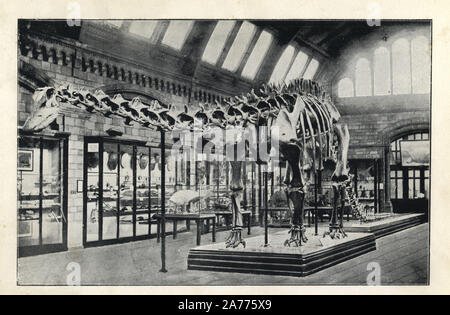 Plastercast eines Diplodocus carnegii, in der Reptilien Galerie, NHM. Von H. N. Hutchinson's 'ausgestorbenen Monster und Kreaturen von anderen Tagen", Chapman und Hall, London, 1894. Stockfoto