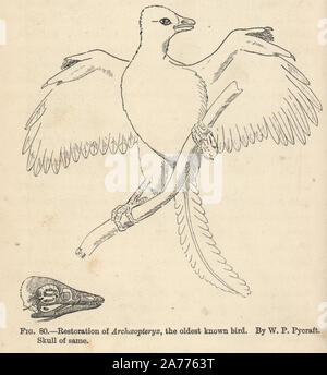 Archaeopteryx lithographica, Restaurierung von W.P. Pycraft. Holzstich von H. N. Hutchinson's 'ausgestorbenen Monster und Kreaturen von anderen Tagen", Chapman und Hall, London, 1894. Stockfoto