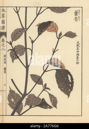 Lophanthus sp. Farbe gedruckten Holzschnitt Kupferstich von Kan'en Iwasaki von "Honzo Zufu", eine illustrierte Anleitung zu Heilpflanzen, Japan, 1884. Iwasaki (1786-1842) war ein japanischer Botaniker, Entomologe und Zoologe. Er war einer der ersten japanischen Botaniker westlichen Wissens in seine Studien zu integrieren. Stockfoto