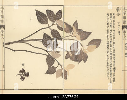 Lophanthus sp. Farbe gedruckten Holzschnitt Kupferstich von Kan'en Iwasaki von "Honzo Zufu", eine illustrierte Anleitung zu Heilpflanzen, Japan, 1884. Iwasaki (1786-1842) war ein japanischer Botaniker, Entomologe und Zoologe. Er war einer der ersten japanischen Botaniker westlichen Wissens in seine Studien zu integrieren. Stockfoto