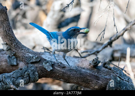 Stolz blau Scrub Jay hält einen Taxierten hat Eichel in seinem Schnabel während in Alert Körperhaltung auf Holz- zweig thront. Stockfoto