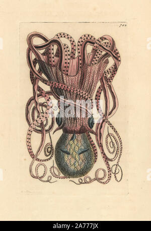 Gemeinsame Octopus, Octopus vulgaris. Abbildung gezeichnet und von Richard Polydore Nodder eingraviert. Papierkörbe Kupferstich von George Shaw und Frederick nodder's" des Naturforschers Miscellany", London, 1805. Stockfoto