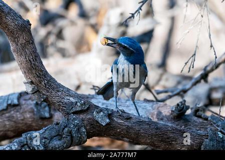 Stolz blau Scrub Jay hält einen Taxierten hat Eichel in seinem Schnabel während unbeholfen verdrehen Kopf auf Holz- Abzweig nach links. Stockfoto