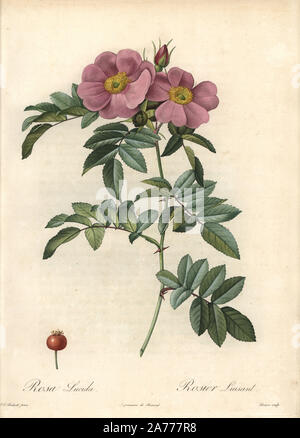 Virginia Rose, Rosa virginiana (Rosa lucida). Papierkörbe Walze Kupferstich von Bessin nach einer Illustration von Pierre-Joseph Redoute von "Les Roses", Firmin Didot, Paris, 1817. Stockfoto