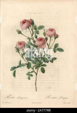 Rose de Meaux Rose, Rosa Centifolia Rose de Meaux (Rosa pomponia). Papierkörbe Walze Kupferstich von Langlois nach einer Illustration von Pierre-Joseph Redoute von "Les Roses", Firmin Didot, Paris, 1817. Stockfoto