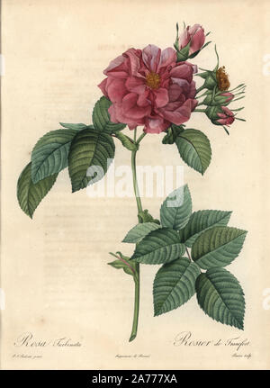 Frankfort Rose oder Kaiserin Josephine Rose, Rosa turbinata francofurtana (Rosa). Papierkörbe Walze Kupferstich von Bessin nach einer Illustration von Pierre-Joseph Redoute von "Les Roses", Firmin Didot, Paris, 1817. Stockfoto