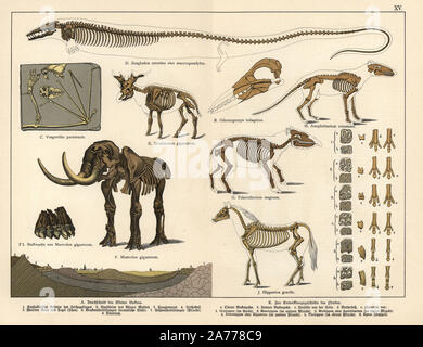 Fossiler Skelette ausgestorbener bat Cuvierimops parisiensis (Vespertilio parisiensis), aquatische carnivore Basilosaurus cetoides (Zeuglodon cetoides), giraffid Sivatherium giganteum, American Mastodon, Mammut americanum (Mastodon giganteum), Vogel (Odontopteryx Dasornis toliapica Paleotherium toliapicus), Magnum, Anoplotherium Kommune, Pferd Hipparion grazil. Chromolithograph von Dr. P. Die Rolle' Geologie und Paläontologie" in Gotthilf Heinrich von Schubert's "Naturgeschichte", Schreiber, München, 1886. Stockfoto