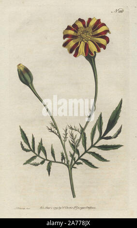 Französische Ringelblume oder Verbreitung tagetes, Tagetes Patula. Papierkörbe Kupferstich erstellt und von Sydenham Edwards von William Curtis's Botanical Magazine, graviert, "St. George's Crescent, London, 1791. Stockfoto