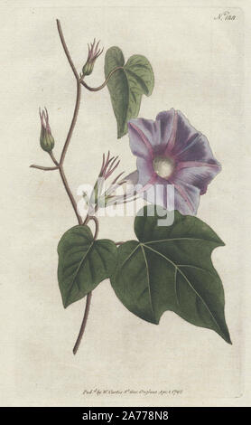 Azure convolvulus oder Morning Glory, Ipomoea hederacea (Convolvulus nil). Papierkörbe Kupferstich von James Sowerby von William Curtis's Botanical Magazine, "St. George's Crescent, London, 1792. Stockfoto