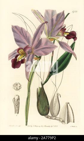 Zweischneidige laelia Orchidee, Laelia anceps. Papierkörbe Kupferstich von S. Watt nach einer Abbildung von Miss Drake von Sydenham Edwards'' Der Botanische Registrieren", London, Ridgway, 1835. Sarah Anne Drake (1803-1857) zog über 1.300 Platten für die Botaniker John Lindley, darunter viele Orchideen. Stockfoto