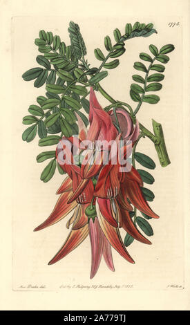 Crimson glory-pea oder kaka Schnabel, Clianthus Puniceus. Papierkörbe Kupferstich von S. Watt nach einer Abbildung von Miss Drake von Sydenham Edwards'' Der Botanische Registrieren", London, Ridgway, 1835. Sarah Anne Drake (1803-1857) zog über 1.300 Platten für die Botaniker John Lindley, darunter viele Orchideen. Stockfoto