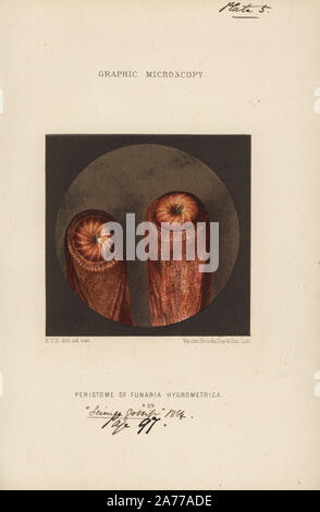 Peristome wasser Moos, Funaria hygrometrica, vergrößerte x25. Chromolithograph nach einer Illustration von E.T.D., Lithographiert von Vincent Brooks, von 'Grafik Mikroskopie" Platten zu veranschaulichen" hardwicke's Science Klatsch", London, 1865-1885. Stockfoto