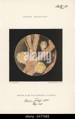 Hummer Hörner, Meeresalgen, Polysiphonia elongata, vergrößerte x50, Anzeigen ceramidia cuplike Spore Kapseln zwischen Wedel. Chromolithograph nach einer Illustration von E.T.D., Lithographiert von Vincent Brooks, von 'Grafik Mikroskopie" Platten zu veranschaulichen" hardwicke's Science Klatsch", London, 1865-1885. Stockfoto