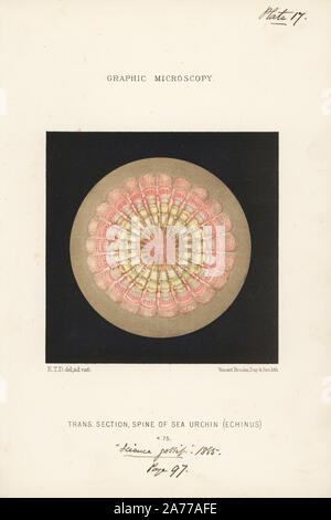 Querschnitt durch die Wirbelsäule eines Seeigel, Echinus sp., vergrößerte x 75. Chromolithograph nach einer Illustration von E.T.D., Lithographiert von Vincent Brooks, von 'Grafik Mikroskopie" Platten zu veranschaulichen" hardwicke's Science Klatsch", London, 1865-1885. Stockfoto