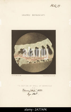 Querschnitt der Hülle eines Barnacle, Balanus sulcatus, vergrößerte x30. Chromolithograph nach einer Illustration von E.T.D., Lithographiert von Vincent Brooks, von 'Grafik Mikroskopie" Platten zu veranschaulichen" hardwicke's Science Klatsch", London, 1865-1885. Stockfoto