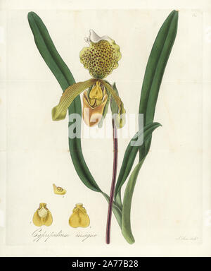 Himalayan slipper Orchid, Paphiopedilum insigne (grossblütige Frauenschuh, Cypripedium insigne). Papierkörbe Kupferstich von J.Schwan nach einem botanischen Abbildung von William Jackson Hooker aus seinem eigenen "exotische Flora", Blackwood, Edinburgh, 1823. Hooker (1785-1865) war ein englischer Botaniker spezialisiert auf Orchideen und Farne, und war Direktor der Königlichen Botanischen Gärten in Kew von 1841. Stockfoto